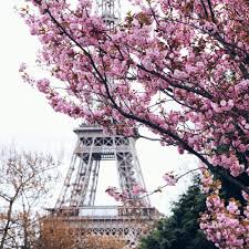 Paris Flowers Rose Cherish Cerisier Paris Tour Eiffel Eiffel Tower Ejfeleva Bashnya Rozovyj Cvet Paris Tour Cerisier