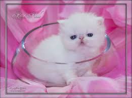 Black And White Persian Cat With Blue Eyes Such A Sweetie From Furrbycats Com Persian Kittens Persian Cat White Himalayan Kitten