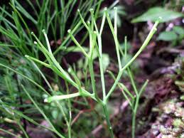 Image result for Psilotum nudum