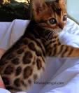 Dreamcoats Bengals - Bengal Cat Breeder & Bengal Cats for ...