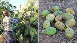 Range & habitat prickly pear cactus are found in all of the deserts of the american southwest, with different species having. Man Picking Prickly Pears How To Eat A Prickly Cactus Pear Harvest Eat Cactus Fruit Youtube
