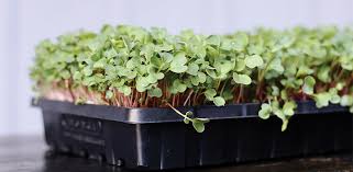 How to start a microgreen garden. Growing Microgreens During Quarantine Everybody Grows Home Gardens Wherever Home May Be