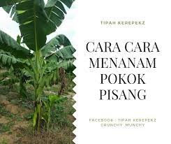 Meskipun demikian, budidaya pisang masih merupakan peluang usaha potensial. Cara Tanam Pisang Terbalik Tipah Kerepekz Crunchy Munchy Facebook