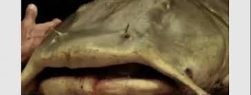 Ton précieux mangeur d'hommes est toujours vivant. Un Poisson Chat Geant Dangereux Pour L Homme Re Jean Marc Morandini