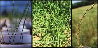 Image result for Lolium multiflorum