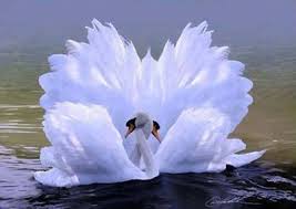 Coffee Filter Angel Wings Tutorial 12 Days Of Christmas Tour Beautiful Birds Animals Beautiful Pet Birds