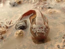 Image result for Liparis killmanniae