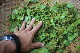 新芽を摘んで茶もみ体験をして出来上がったお茶っ葉をもらったこの上ない幸せ 牟岐人 Mugizine
