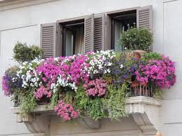 When we choose the flowers for a sunny balcony we must pay close attention to the needs of the plant, because not all species can survive daily exposure to sun rays, especially during the summer. Hanging Balcony Plants And Blooming Flowers For A Spectacular Exterior