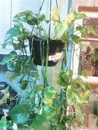 Help My Devil S Ivy Pothos Plant S Leaves Are Turning Yellow