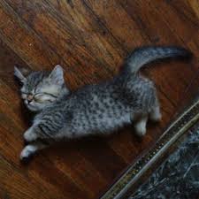 The munchkin is considered to be the original breed of dwarf cat. Pix We Love A Panoply Of Persian Kittens Catster