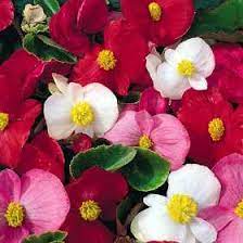 Wax Begonia Begonia Semperflorens Flower Seeds Online Flower Seeds Flower Pots