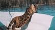 Bengal Cats and Water — SerranoBengals