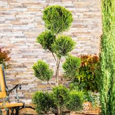 Ponpon Zypresse Castlew Gold 29cm Topf Online Kaufen Bei Gartner Potschke In 2020 Garten Design Miniaturgarten Pflanzen