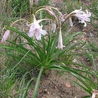 Image result for Crinum lugardiae