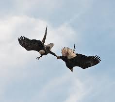 Bald Eagle Mating Ritual Bald Eagle Beautiful Birds Eagles