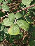 Image result for Rubus adolfi-friederici