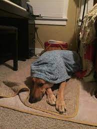 Maybe you would like to learn more about one of these? Dog Ate Chicken Bones What To Do Next Your Dog Advisor
