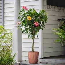 44 to 48 *overall height is inclusive of the planter height. Triple Twist Braided Hibiscus National Plant Network Target