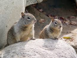 The california ground squirrel (otospermophilus beecheyi), also known as the beechey ground squirrel, is a common and easily observed ground squirrel of the western united states and the baja california peninsula. California Ground Squirrel Fact Sheet C S W D