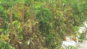 Tomat adalah tanaman sayur buah musiman seperti cabe, terong dan sebagainya. Penyakit Tomat Dan Cara Pengendaliannya Baca Di Sini