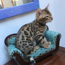 Bengal kittens for sale and adoption by reputable breeders. Ultimate Guide For Having Bengal Kittens For Sale