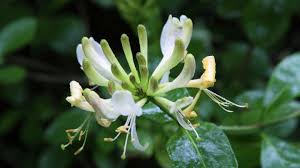 Foraging edible wildflowers is probably one of the more fun aspects of eating wild food and it's a great introduction, especially for kids. Foraging In June Edible Flowers Plants And Herbs Woodland Trust