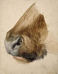 The history of the life of albrecht dürer of nürnberg: Plum Leaves S Favorites Albrecht Durer Paintings Albrecht Durer Art