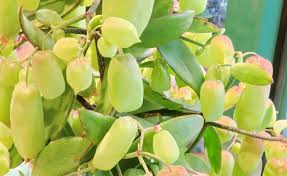 Image result for Kalanchoe pinnata