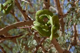 Image result for Acacia tortilis