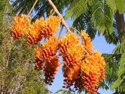 Image result for Colvillea