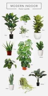 Home Decor Living Room Plant Life Hanging Plants Hanging Plants Nature Pep In 2020 Plants Living Room Plants Indoor Plants