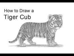 See more ideas about tiger drawing, drawings, animal drawings. How To Draw A Tiger Cub Youtube