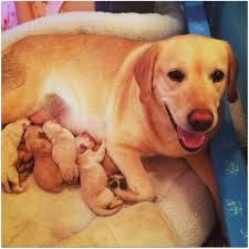 5 miles 10 miles 25 miles 50 miles 100 miles 200 miles 500 miles. For Sale Quality Connecticut Yellow Lab Puppies Born 4 1 13 This Yellow Lab Litter Is Going Fast Call Asap To Put Down A Deposit Today Phone 203 982 1106 203 772 1595 Email Asommers Telradsol Com