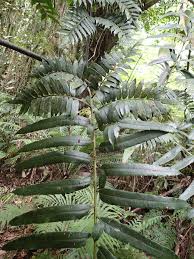 Image result for Ptisana