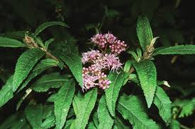 Image result for Erlangea