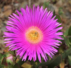 Image result for Aizoaceae