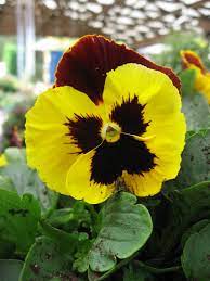 Pansy Field Grown Yellow With Painted Face Pansies Flowers Pansies Flower Quotes