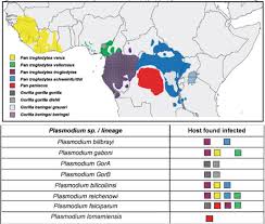 The sporozoites then form merozoites. Origin Of Two Most Virulent Agents Of Human Malaria Plasmodium Falciparum And Plasmodium Vivax Intechopen