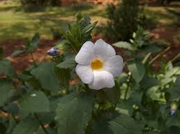 Image result for Thunbergia laborans
