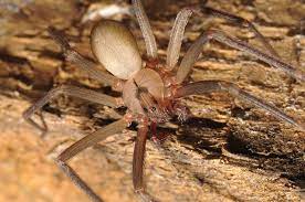 A black and white spider is commonly called a zebra spider. Common Spiders To Watch For In Colorado Poisonous And Non Venomous Species