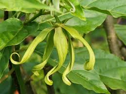 Image result for Cananga