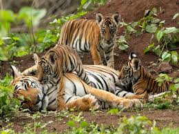 To coincide with international tiger day, we'd like to invite you to get to know more about this amazing species. International Tiger Day 2020 Headcount India Status And Other Key Facts Business Standard News