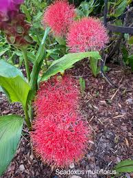 Image result for Scadoxus multiflorus