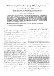 Image result for Anthephora pubescens