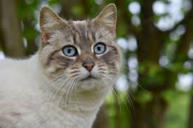 How Long Do Cats Live Cat Lifespan Age Guide Vets Now
