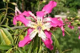 Image result for Malvaceae subfamily Bombacoideae