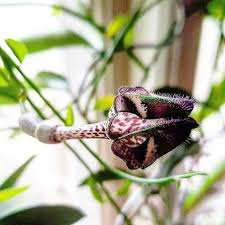 Image result for Ceropegia nilotica