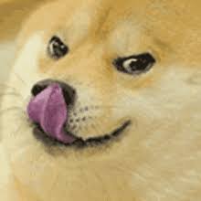 I haven't posted anything in a while because i am on vacation in spain. Doge Gifs Tenor