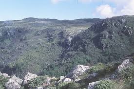 Image result for Afrosciadium rhodesicum